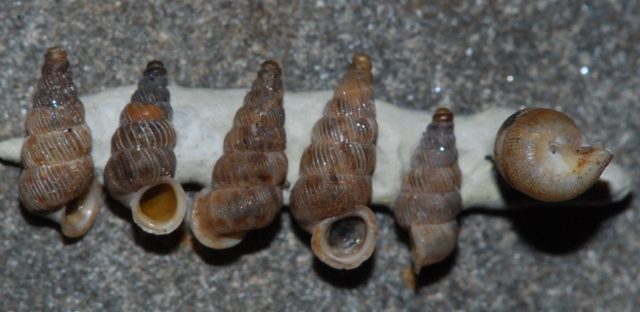 Cochlostoma cf scalarinum - Lussino, Croazia